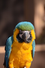 ルリコンゴウインコ