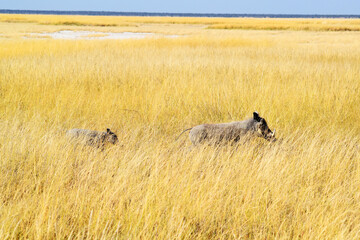 Warzenschwein - Familie