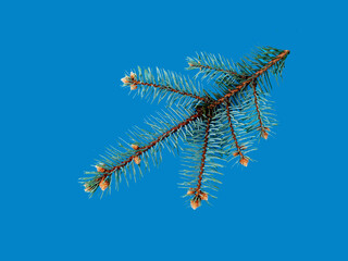 A pinecone branch in winter setting. Blue and color pop 