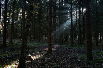 The suns rays make their way through the crowns of trees in the forest