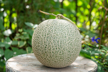 夕張メロンの全体/フルーツ