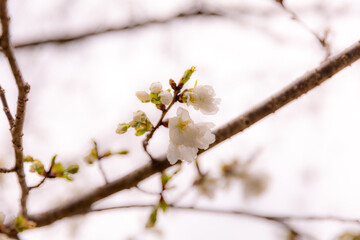 雨に濡れる桜の花びら