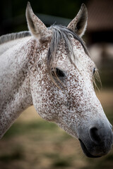 Cavallo