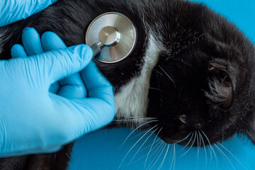 the veterinarian listens with a statoscope to the cat lying on the table, physical examination of pets, animal health Concept