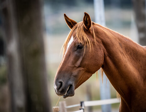 Cavallo