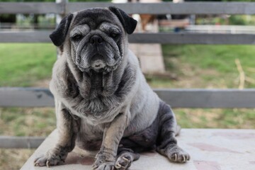 Obraz premium Close-up Pug, Fat Dog, Brown Hair, Sleepy mood, Funny face, Cute, Selectable Focus The concept of sick dog