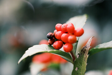 実るヒイラギの赤い粒
