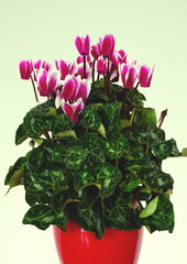 Potted two colored cyclamen on a green background