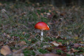 Closeup of amanita muscaria mushroom in forest