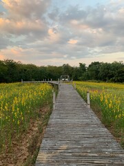 White swinging on wooden bridge surrounding by  Yellow Flower garden