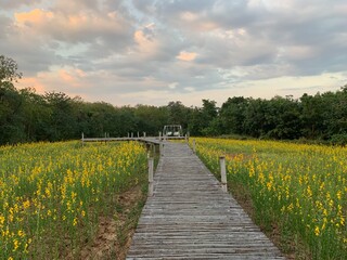 White swinging on wooden bridge surrounding by  Yellow Flower garden