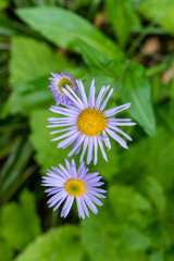 Obraz premium Smooth Blue Aster