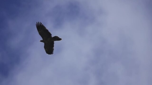 Black vulture (Aegypius monachus) plans in blue sky. Super slow motion 1000 fps
