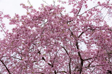 Obraz premium 満開の枝垂れ桜