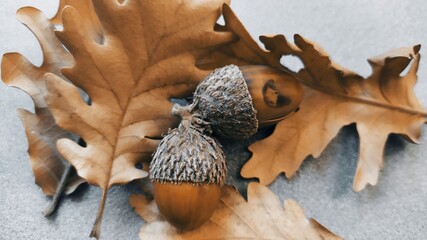 acorn