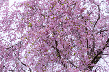 満開の枝垂れ桜