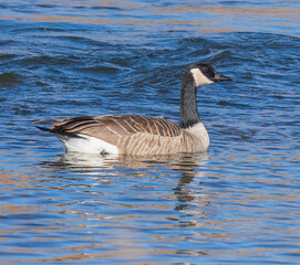 country goose swimming