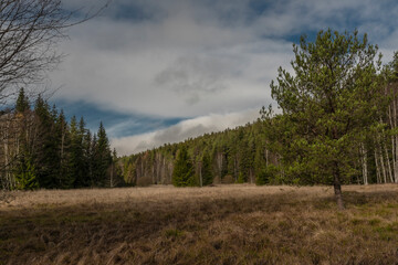 Meadow with dry grass after summer near Jezerni creek in autumn cloudy day