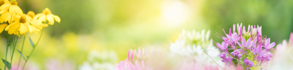Nature of flower in garden using as cover page background natural flora wallpaper or template...