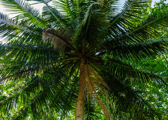 Fototapeta premium Green coco palm tree plant