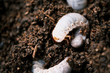 木屑を食べるカブトムシの幼虫