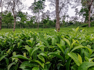 Tea Garden