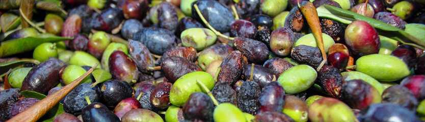 panoramic closeup of Mediteranean green and black olive trees farm. Olive branch with ripe fresh olives ready for harvest to eat and press for oil 