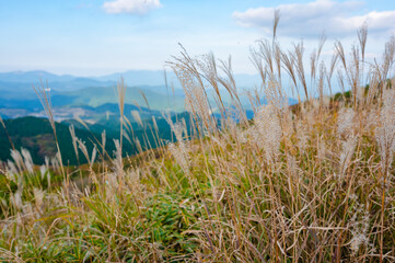 天山からの眺め