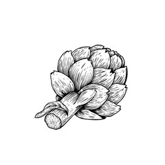 Artichoke sketch style. Hand drawn illustration of eco farm fresh product. Detailed drawing. Herbs vintage style illustration. Vector isolated on white background.