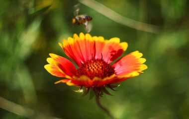 Bee flying over a flower