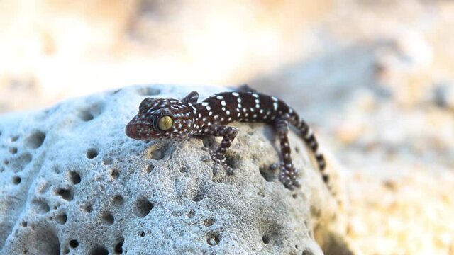 Gray-colored Toki Gecko (Gekko gecko) on rock of Thailand. Close up, method of abdominal breathing is clearly visible, adaptive changes color of skin - normal color patterns of environment
