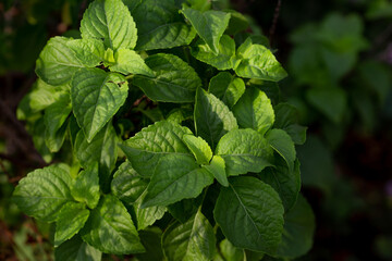 Holy basil tree in garden with morning sunlight and blurred background
