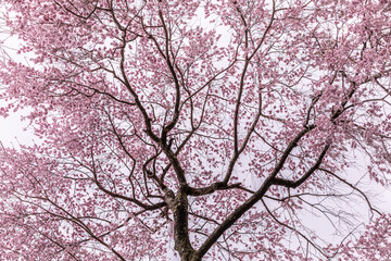 Fototapeta premium 満開の桜