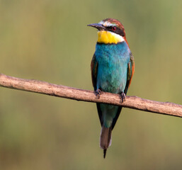 Bee eater on a branch