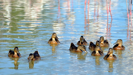 Group of female ducks mallard (Anas platyrhynchos) on water among flamingos in the Camargue is a...