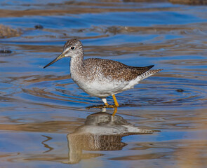Obraz premium sandpiper in the water