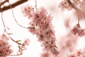 透明性のある桜