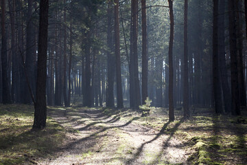 poranny widok lasu sosnowego z delikatną mgiełką pod słońce