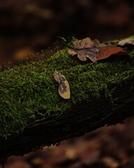 Obraz premium green moss on the tree