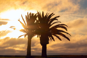 Two palm trees with a background view of a dramatic sunset and a sun .