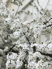 cherry tree blossom