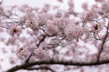満開の桜