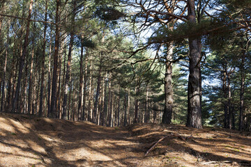 Obraz premium typowe polskie sztuczne lasy sosnowe 