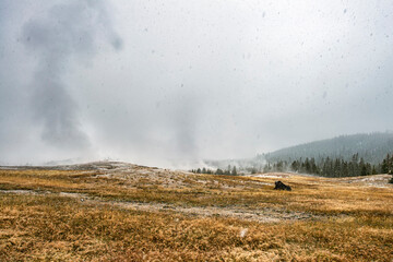 Buffalo and Geyser in the Snow