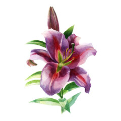 Watercolor illustration. Lily flowers. Spring summer motive.