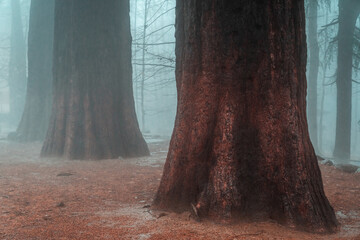 Large red sequoias in a foggy nature park. Montseny natural park, Osona, Valles, Barcelona, Girona, Catalonia, Spain.