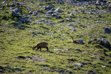Sonnjoch beim Achensee Achenkirch in Tirol Österreich
