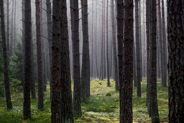 Naklejka premium Spooky mood in a coniferous forest. Dark pine tree trunks are surrounded by the fog. Selective focus on the trunks, blurred background.