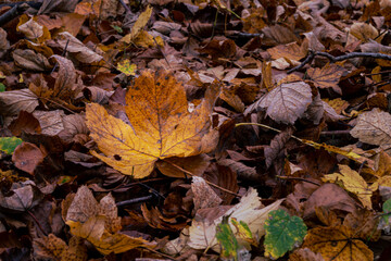 A closeup picture of a brown autumn leaves in a European Beech forest. Picture from Scania county, southern Sweden