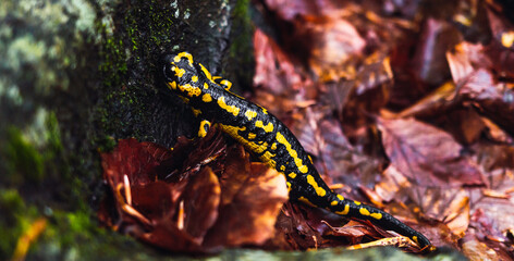 Obraz na płótnie Canvas Close up view of a black and yellow salamander on autumn leaves. Urodela Caudata. Fire salamander. Salamandridae.